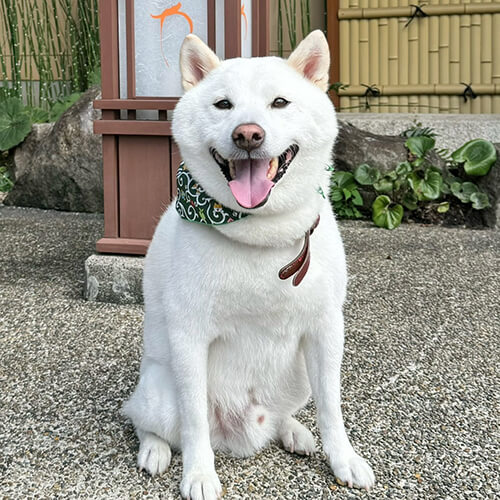 滋賀県「おごと温泉　暖灯館　きくのや」の「まめ太郎」